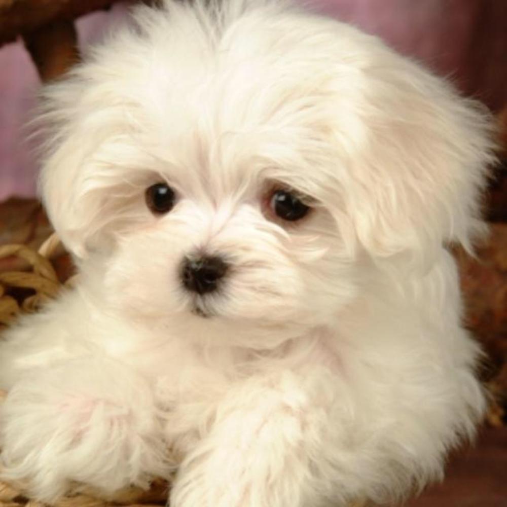 Meet your Posher, Isabella